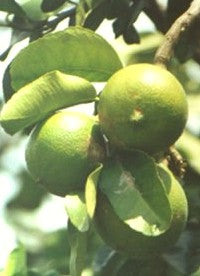 Essential Oil Bergamot Pure Botanical Oil